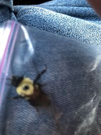 Bombus impatiens image