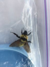 Bombus fervidus image