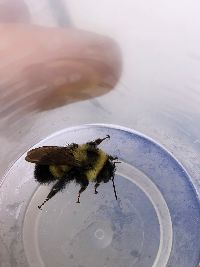 Bombus affinis image