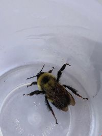 Bombus affinis image