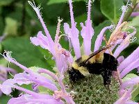 Bombus affinis image