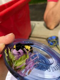 Bombus auricomus image