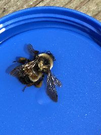 Bombus affinis image