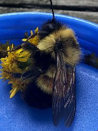 Bombus affinis image
