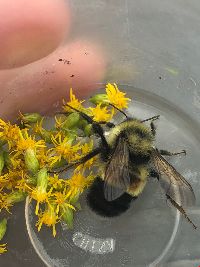 Bombus affinis image