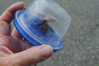 Bombus borealis image