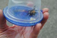 Bombus borealis image