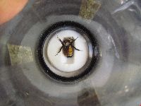 Bombus ternarius image