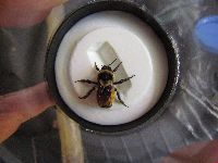 Bombus ternarius image