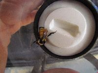 Bombus ternarius image