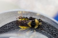 Bombus borealis image