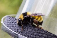 Bombus borealis image