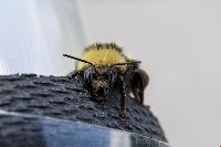 Bombus borealis image