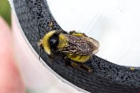 Bombus borealis image