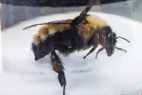 Bombus fervidus image