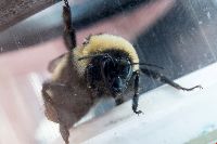 Bombus fervidus image