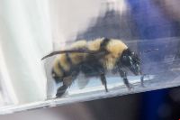 Bombus fervidus image