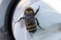 Bombus fervidus image