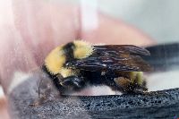Bombus fervidus image