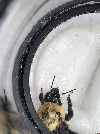 Bombus bimaculatus image