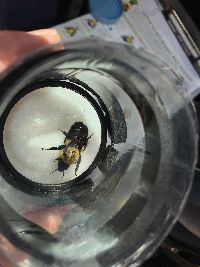 Bombus bimaculatus image