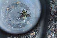 Bombus fervidus image