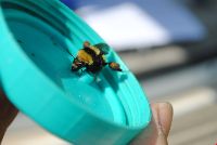 Bombus borealis image