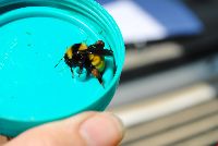 Bombus borealis image