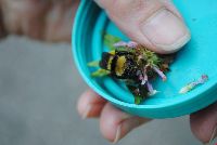 Bombus borealis image