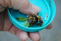 Bombus borealis image