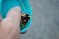Bombus borealis image