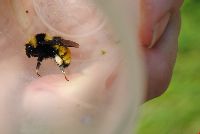 Bombus borealis image