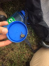 Bombus perplexus image