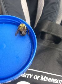 Bombus perplexus image