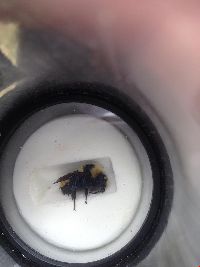 Bombus borealis image