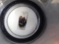 Bombus borealis image