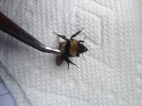 Bombus borealis image