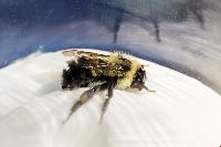 Bombus vagans image