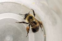 Bombus vagans image