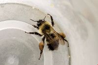 Bombus vagans image
