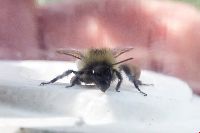 Bombus vagans image
