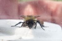 Bombus vagans image