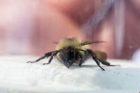 Bombus vagans image