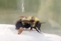 Bombus vagans image