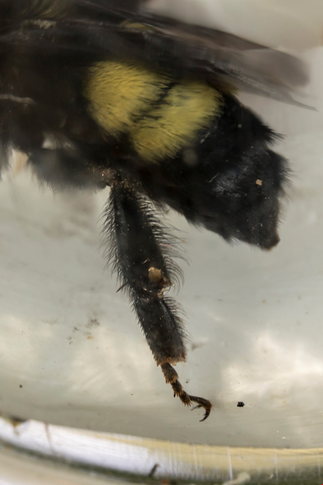 Bombus pensylvanicus image