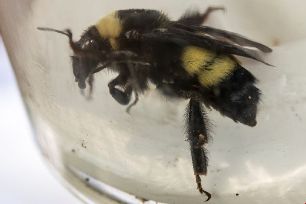 Bombus pensylvanicus image