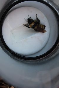Bombus fervidus image