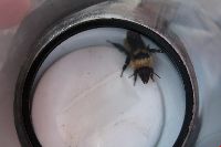 Bombus fervidus image