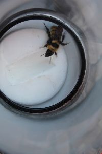 Bombus fervidus image