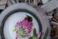 Bombus fervidus image